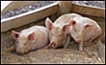 swine_flu_20092604