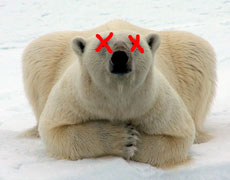 polar8