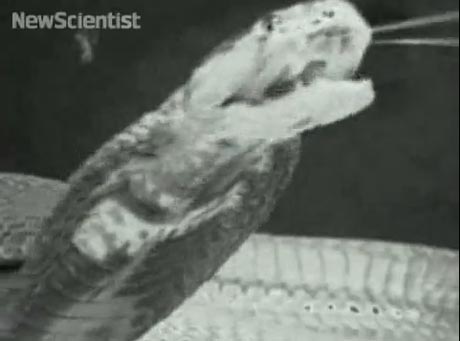 cobra_spit